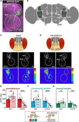 Third-Order Neurons in the Lateral Horn Enhance Bilateral Contrast of Odor Inputs Through Contralateral Inhibition in Drosophila